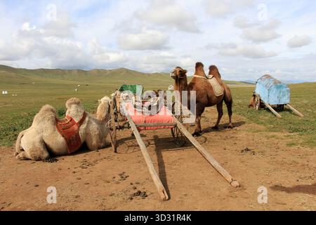 Les chameaux de Bactriane sont une espèce originaire d'Asie centrale. Ce sont des chameaux asiatiques de couleurs différentes qui marchent dans les steppes de Mongolie. Banque D'Images