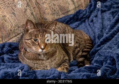 Vue rapprochée d'un chat tabby rayé brun et gris se relaxant sur une couverture bleu foncé au-dessus d'un canapé Banque D'Images