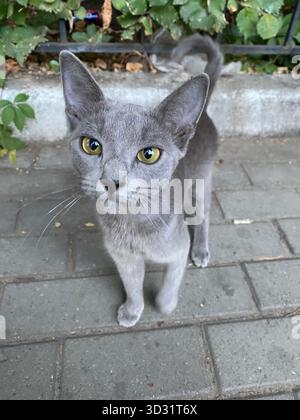 Un gros plan saisissant d'un curieux chat gris aux yeux jaunes d'or perçants, debout sur un trottoir pavé. Chat bleu russe Banque D'Images