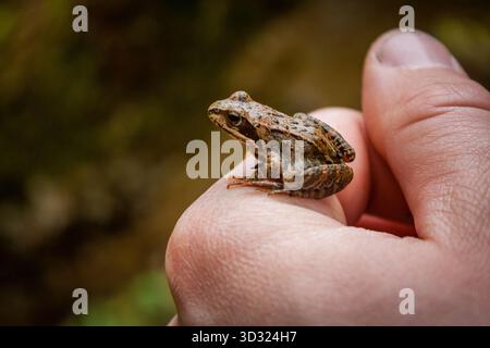 Petite grenouille commune reposant sur la main humaine dans la nature Banque D'Images