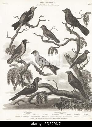 Tanager Paradise, Tangara chilensis 1, tanager à bec argenté, Ramphocelus carbo 2, foyer africain, Lagonosticta rubricata 3, redpoll, Acanthis flammea 4, cordon bleu à joues rouges, Uraeginthus bengalus 5, perroquet à gorge rouge, Erythrura psittacea 6, et massicot chilien, Phytotoma rara 7. Gravure sur cuivre de Thomas Milton d'après une illustration ornithologique de Sydenham Edwards tirée de la Cyclopédie d'Abraham Rees ou Dictionnaire universel des arts, des sciences et de la littérature, Paternoster Row, Londres, 1808. Banque D'Images