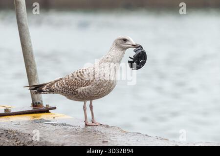 Goéland argenté ; Larus argentatus ; Young ; avec Coffee Cup Top ; Royaume-Uni Banque D'Images