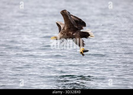 Aigle de mer à queue blanche ; Haliaeetus albicilla ; vol ; Écosse ; Royaume-Uni Banque D'Images