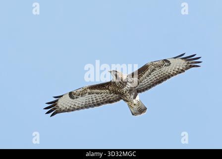 Buse variable en vol Banque D'Images
