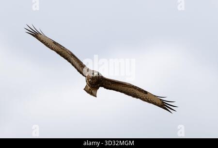 Buse variable en vol Banque D'Images