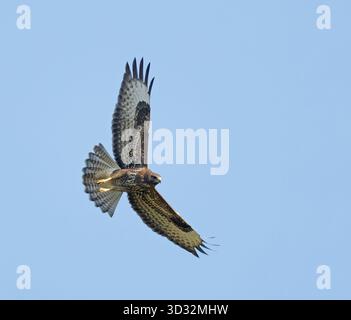Buse variable en vol Banque D'Images
