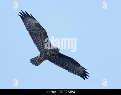 Buse variable en vol Banque D'Images