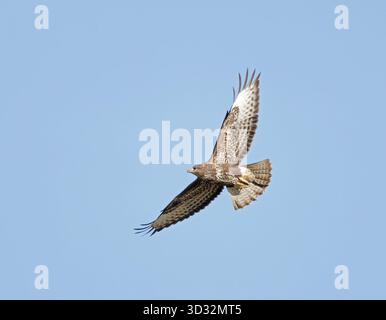 Buse variable en vol Banque D'Images