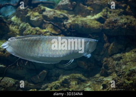 Arowana argenté dans l'aquarium. Poisson d'eau douce. Poisson chanceux. Banque D'Images