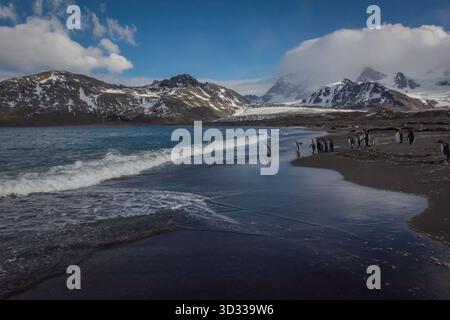 Paysages et paysages marins avec des montagnes dans la baie d'Elsehul, île de Géorgie du Sud, Océan Austral, région Antarctique Banque D'Images