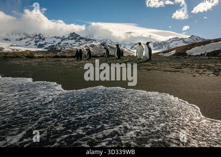 Paysages et paysages marins dans la baie d'Elsehul, Géorgie du Sud, région Antarctique Banque D'Images