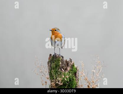 robin Erithacus rubecula européen, perché sur une souche d'arbre en décomposition, comté de Durham, Angleterre, Royaume-Uni. Décembre. Banque D'Images