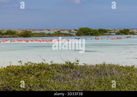 Une flamboyance de flamants roses sur Bonaire dans les Caraïbes Banque D'Images