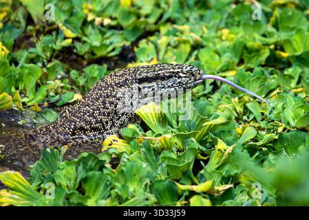 Gros plan d'Un lézard surveillé dans l'eau parmi les plantes et les lis des marais verts denses Banque D'Images