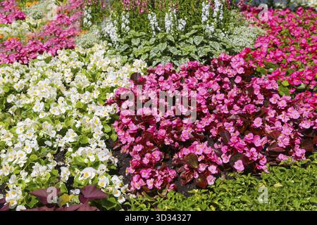 Bégonia de glace (Begonia semperflorens), bégonia de parterre de fleurs, oeil de Dieu, fleurs blanches et roses, fleurs, plantes, jardins, Bade-Wuertemberg, Allemagne Banque D'Images