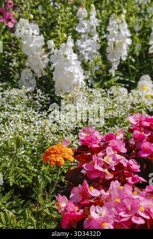 Bégonia de glace (Begonia semperflorens), bégonia de parterre de fleurs, oeil de Dieu, fleurs blanches et roses, fleurs, plantes, jardins, Bade-Wuertemberg, Allemagne Banque D'Images