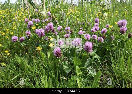 Le trèfle rouge (Trifolium pratense) Banque D'Images