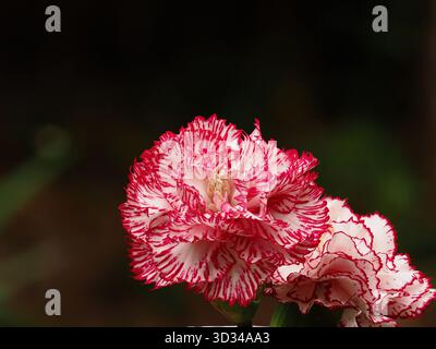 Fleurs et bourgeons d'œillets rouges et blancs Banque D'Images