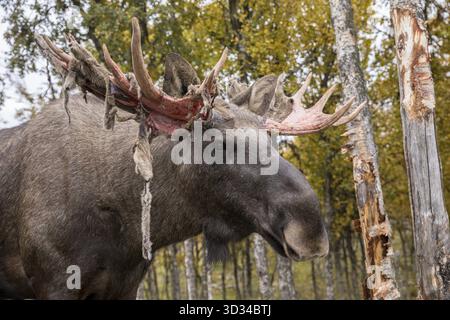 Orignal ou wapiti - Alces alces - animal mâle, taureau se débarrassant du velours de ses bois, peau rouge pendant du bois Banque D'Images