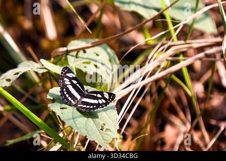 Papillon noir et blanc reposant sur Green Leaf dans un champ d'herbe sèche Banque D'Images