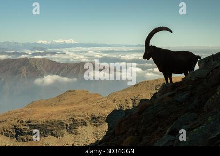 Vue panoramique d'un énorme bouillon alpin mâle debout au bord d'une crête contre les montagnes et le ciel à l'horizon. Banque D'Images