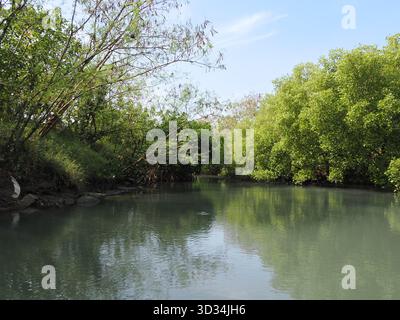 Une vue tranquille sur le tunnel vert de Sicao, montrant la rivière calme reflétant la forêt dense de mangroves vertes. Banque D'Images