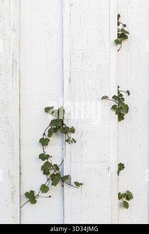 Vieilles planches de bois blanc sur un vieux mur de maison, plantes de lierre vert poussant à travers le mur. Image verticale Banque D'Images