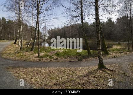 Svarttjern est un étang de Baneheia à Kristiansand, Norvège. Au printemps il est rempli de grenouilles, crapauds et salamandres Banque D'Images