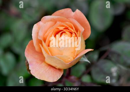 Gros plan d'une rose couleur pêche en pleine floraison avec un fond vert doux, photographiée à l'extérieur à la lumière naturelle Banque D'Images