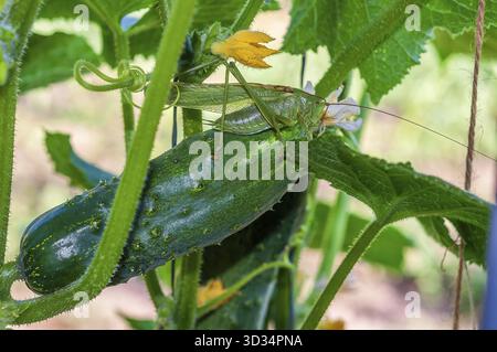 Une grande sauterelle verte repose sur un concombre en maturation au milieu du feuillage et des fleurs de la plante dans un cadre de jardin animé Banque D'Images