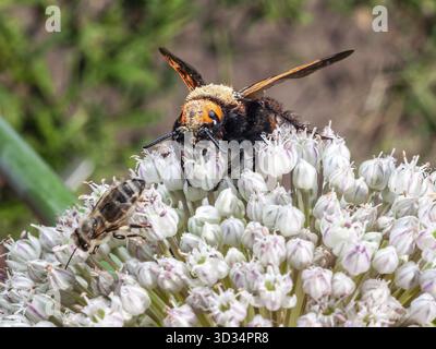 Une guêpe mammouth recueille le nectar d'une fleur blanche d'allium aux côtés d'une petite abeille lors d'une journée ensoleillée dans un jardin Banque D'Images