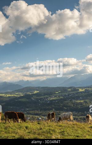 Vaches pâturant sur la prairie avec les montagnes des Carpates en arrière-plan, Podhale, Pologne Banque D'Images