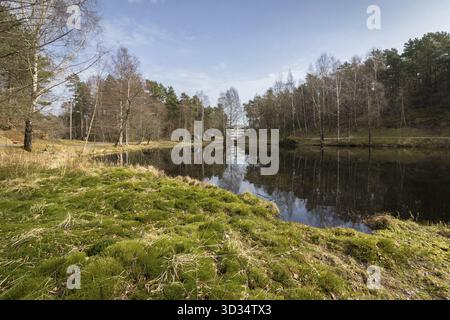 Svarttjern est un étang de Baneheia à Kristiansand, Norvège. Au printemps il est rempli de grenouilles, crapauds et salamandres Banque D'Images