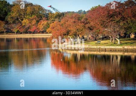 Tidal Basin couleurs d'automne Washington DC // WASHINGTON DC — les couleurs d'automne ornent les arbres le long du Tidal Basin, un réservoir artificiel à Washington DC. Le feuillage rouge et orange vif, y compris les cerisiers, se reflète dans les eaux calmes. Le Tidal Basin est un élément important du parc West Potomac, connu pour ses monuments et mémoriaux emblématiques. Cette région est célèbre pour ses cerisiers en fleurs de printemps, mais offre également des paysages d'automne saisissants. C'est un point de repère clé dans la capitale nationale, attirant des visiteurs toute l'année. Banque D'Images