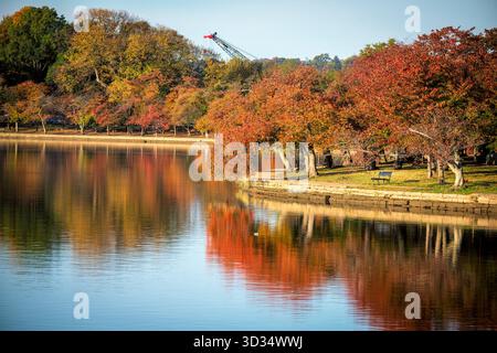Tidal Basin Cerisiers Couleurs d'automne Washington DC | WASHINGTON D.C., États-Unis — Les cerisiers et la forêt caducielle projettent leurs couleurs d'automne dans l'eau immobile du Tidal Basin, avec une grue de construction marquant les travaux de réparation en cours sur la digue au loin. Le mur de retenue en pierre du bassin, construit dans les années 1890 avec de la pierre de la rivière Potomac posée à sec, est en cours de réhabilitation après des décennies d'inondations tidales chroniques et de tassement du sol. Banque D'Images