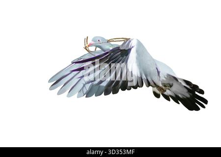 Pigeon de bois commun (palumbus Columba) en vol avec du matériel de nidification, isolé sur un fond blanc. Vue latérale, ressort Banque D'Images
