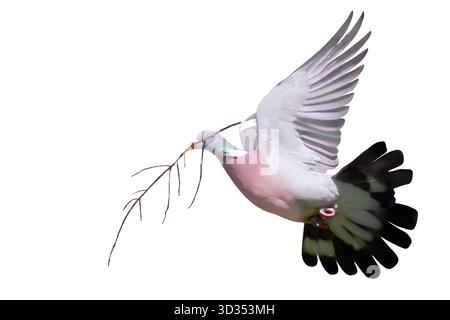 Pigeon de bois commun (palumbus Columba) en vol, portant une brindille de nidification, isolé sur un fond blanc, printemps Banque D'Images