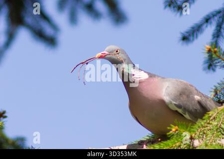 Pigeon de bois commun (Columba palumbus) perché sur une branche de sapin avec une brindille dans son bec contre un ciel bleu, printemps Banque D'Images