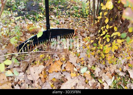 Un râteau en plastique noir repose sur des feuilles de chêne tombées humides et une herbe verte éclatante. Cette vue en bas angle symbolise le nettoyage automnal, l'entretien, la corvée saisonnière Banque D'Images