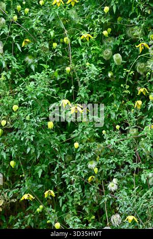 Pendentif jaune fleurs d'automne et têtes de graines argentées moelleuses de clématite d'écorce d'orange ou de lanterne, Clematis tangutica, jardin britannique septembre Banque D'Images