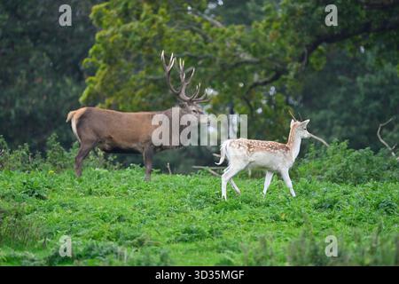Cerf rouge mâle / cervus elaphus cerf ou hart, et jeune cerf en jachère Dama dama UK Parkland septembre Banque D'Images
