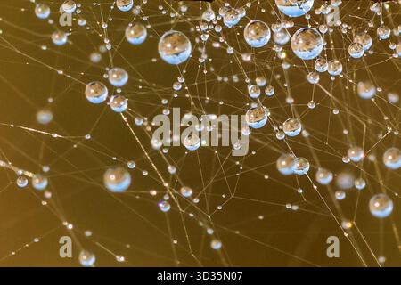 Gouttelettes d'eau suspendues sur une toile d'araignée, réfléchissant la lumière dans une composition macro étincelante. Une structure naturelle délicate contre un backgro brun doux Banque D'Images
