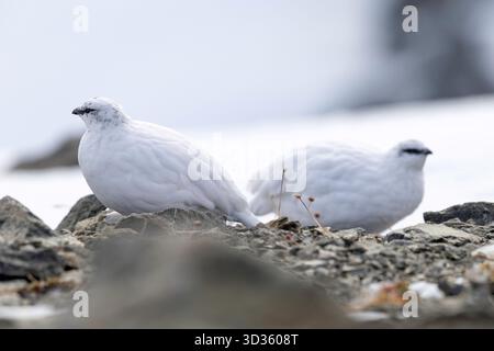 Paire de ptarmigans rocheux debout sur la neige près du rocher dans les Alpes Banque D'Images