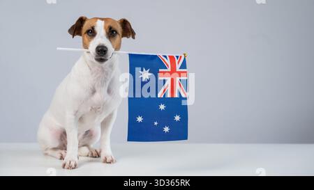 Jack Russell Terrier chien arborant le drapeau australien. Banque D'Images