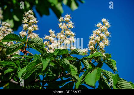 Arbre à fleurs de châtaignier au printemps Banque D'Images