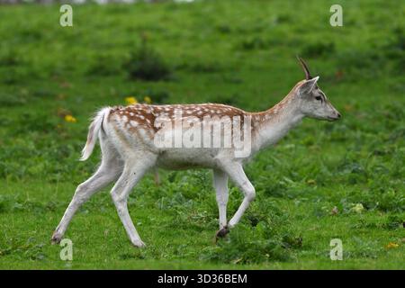 Jeune cerf en jachère mâle, Dama dama, sur herbe Royaume-Uni septembre Banque D'Images