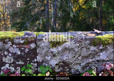 Une photographie détaillée en gros plan d'un mur de pierre recouvert de mousse dans un cadre forestier. Les pierres sont altérées et partiellement recouvertes de taches de vert Banque D'Images