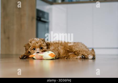 Mignon chiot Maltipoo couché sur le sol, mâchant ludique un jouet en peluche. Le petit chien moelleux a une fourrure bouclée d'abricot et de grands yeux expressifs. Un intérieur confortable Banque D'Images