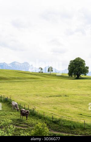 Une seule vache se tient sur une colline herbeuse en pente sous un ciel nuageux d'été. Banque D'Images