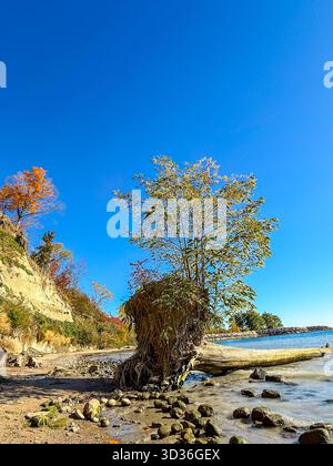 Un arbre déraciné, tombé d'une falaise sur la plage ci-dessous, se trouve au bord de l'eau avec une nouvelle croissance germant vers le ciel bleu clair ab Banque D'Images